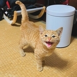 里親さんがきまったって！（「つけ麺はぐるま」のSNS担当者さん提供）