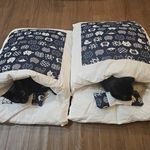 並んで布団に入る黒猫たちがXで話題に。左がコウくん、右がリンちゃん（黒猫山さん提供）