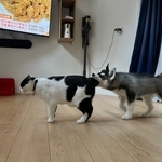 先住猫のしっぽを「かぷっ」とするハスキーの子犬さんがXで話題に(Pさん提供)