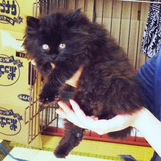 子猫時代、カメラをじっと見つめるさぬき丸さん（画像提供：さぬいちさん）