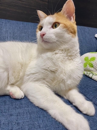 お風呂はどれくらいの頻度で入れていますか？猫の飼い主がSNSで質問した投稿が話題に（飼い主さん提供）