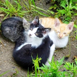 2020年7月、母猫とともに現れるようになった子猫たち（画像提供：鬼檸檬さん）