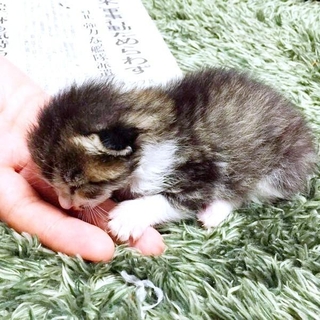 保護当時、手のひらにおさまるほど小さかったごまくん（画像提供：もへいさん）