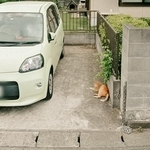 ストリートビューを見ると写り込んでいた猫（suzuriさん投稿から引用）