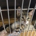 ケージの中から飼い主さんを見上げるまーちゃん（画像提供：保護猫ま～ちゃんさん）