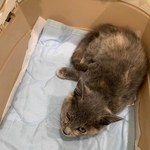 4本脚が「折られた状態」で保護された子猫（NPO法人「ねこけん」さん提供）
