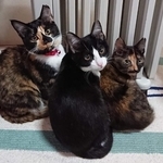 田中さんの愛猫３姉妹。左からチロ、はっちゃん、わさび（いずれもメス、５歳）。いつも癒し、励ましてくれる大切な家族だ（田中さん提供）