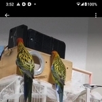 室内にいた鳥たち（XユーザーAさん提供）