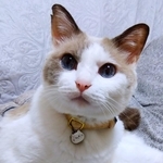 飼い主さん家族に囲まれて幸せな日々を送るぷーくん（画像提供：猫のぷー太郎日記さん）