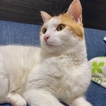 お風呂はどれくらいの頻度で入れていますか？猫の飼い主がSNSで質問した投稿が話題に（飼い主さん提供）