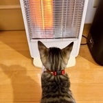電気ストーブの暖かさを知ってしまった子猫がXで話題に（「Kamui_310」さん提供）