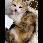 保護当時、ケガを負ってうずくまっていたハナちゃん（画像提供：４匹の猫のママさん）