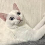 壁に爪を研ぐなど許さない行為をしても許せないと、猫を飼ってはならないという（コルメルさん提供）
