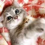 子猫時代、つぶらな瞳がキュートなNIAちゃん（画像提供：きみへ…さん）