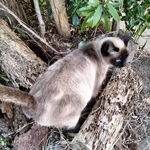 突然現れたシャム猫は妊娠、保護された（れんげさん提供）