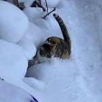 「いぬのよう」（linoさん）に雪の中で遊ぶおこめちゃん（画像提供：linoさん）