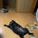 どでーん！ へそ天になってくつろぐくろすけくん（中央）と、寝そべるココアくん（左奥）、みるくくん（右）（画像提供：erikoさん）