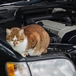 車に乗る前「猫チェック」してる？※画像はイメージです（Anna Reich/stock.adobe.com）