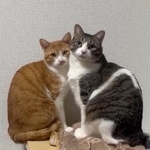 きなこちゃんとつくしちゃん（飼い主さん提供、Xよりキャプチャ撮影）