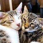 子猫時代、頬を寄せ合ってくつろぐ南南くん（左）と真良くん（右）（画像提供：まよなんさん）