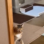 ゆっくりと歩く脳腫瘍で闘病中の猫の動画が話題に（うめのこんぶさん提供、Xよりキャプチャ撮影）