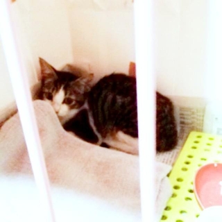 保護当時、ケージの隅で丸まって飼い主さんを見つめるゴローちゃん（画像提供：KIYOKOさん）
