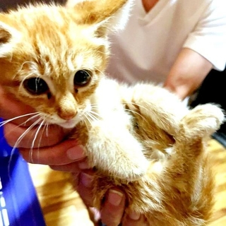 保護した直後のにゃん汰くん（画像提供：保護猫 にゃん汰さん）