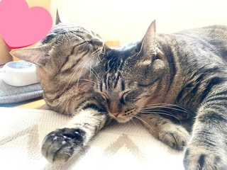 きょうだい一緒にすやすや…（画像提供：だっちゃんとアニキさん）