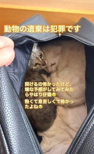 バッグを開けると、子猫たちは寄り添っていたという（「NyanderLand」）さん提供、Instagramよりキャプチャ撮影）