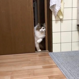 スッとドアを開けてしばし静止するノアくん（画像提供：Sakura Japan7さん）