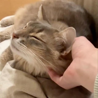 最初は凛くんの脇からアゴと後頭部を撫で始めた飼い主さん（画像提供：石油王さん）
