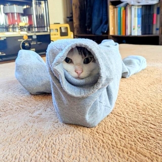 ズボンの片足に潜り込んで顔をのぞかせるうにちゃん（画像提供：うにこむぎさん）