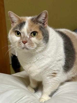 「看板猫」だというねねちゃん（画像提供：なつめさん）
