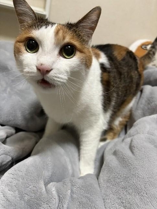 お嬢様気質の三毛猫やすえちゃん
