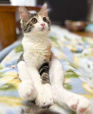 「この時はモフモフになるとは思わなかったの。」というひと言とともに投稿された子猫時代の写真（画像提供：みけさん・くろさん）