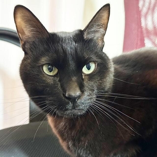 4歳を迎えたトニーくん。小さいころから物怖じしない男の子です（画像提供：黒猫トニーさん）