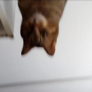 猫らしき姿が！ もしかしてこれはあの子では…（画像提供：まぁ-ﾁｬﾝさん）