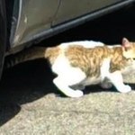 保護前、車の下に隠れていたサブちゃん（画像提供：KIYOKOさん）