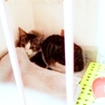 保護当時、ケージの隅で丸まって飼い主さんを見つめるゴローちゃん（画像提供：KIYOKOさん）