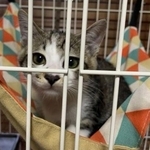子猫期。お鼻周りの茶色い毛柄も愛くるしい