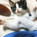 子猫時代、へそ天になったよちこちゃん（画像提供：よちこさん）