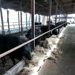 被ばく牛の寿命まで飼育する覚悟という吉澤さん。牧場の見学も受け付けている（吉澤正巳さん提供、Xよりキャプチャ撮影）