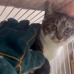 人間をひどくおびえるという子猫すずはくん（「茂庭台にゃんこ～おうち見つけ隊～」さん提供、Xよりキャプチャ撮影）