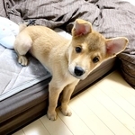 ベッドからひょっこり顔をのぞかせる虎徹くん（画像提供：虎徹さん）