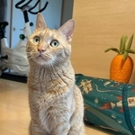 飼い主さんを見上げるニャン太くん（画像提供：茶トラ猫のニャン太とキジシロの喜次郎さん）