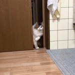 スッとドアを開けてしばし静止するノアくん（画像提供：Sakura Japan7さん）