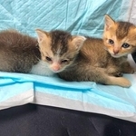 子猫時代…小さかったりきちゃん（左）と、そらちゃん（右）（画像提供：まーくんさん）