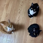 9年ほど前に保護された3兄妹。現在の姿…茶白トラハチワレがしのぶくん、黒猫がかれんくん、黒白ハチワレがつきひちゃん（こうたけ.Mさん提供）