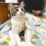 「この時はモフモフになるとは思わなかったの。」というひと言とともに投稿された子猫時代の写真（画像提供：みけさん・くろさん）
