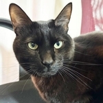 4歳を迎えたトニーくん。小さいころから物怖じしない男の子です（画像提供：黒猫トニーさん）